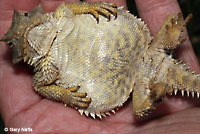 Coast Horned Lizard