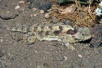 Coast Horned Lizard