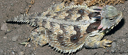 Coast Horned Lizard