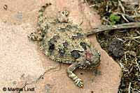 Coast Horned Lizard