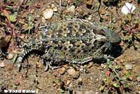 Coast Horned Lizard