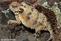 Coast Horned Lizard