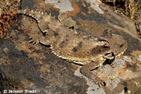 Coast Horned Lizard