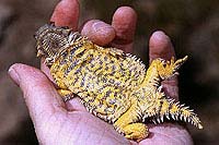 Coast Horned Lizard