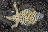 Coast Horned Lizard