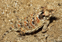 Coast Horned Lizard