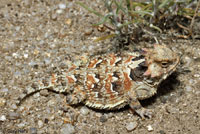 Coast Horned Lizard