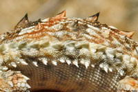 Coast Horned Lizard fringe