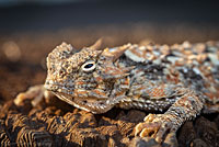 Southern Desert Horned Lizard