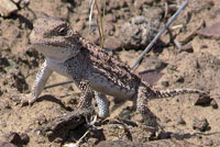 Pygmy Short-horned Lizard