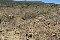 Pygmy Short-horned Lizard