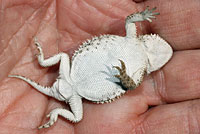 Pygmy Short-horned Lizard