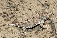 Pygmy Short-horned Lizard