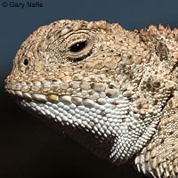 Pygmy Short-horned Lizard