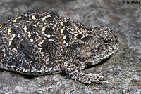 Pygmy Short-horned Lizard