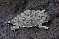 Pygmy Short-horned Lizard