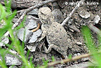 Pygmy Short-horned Lizard