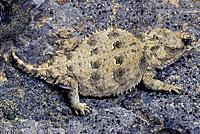 Pygmy Short-horned Lizard