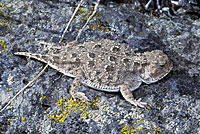 Pygmy Short-horned Lizard