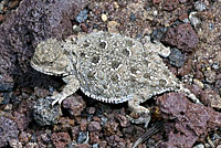 Pygmy Short-horned Lizard