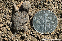 Pygmy Short-horned Lizard