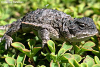 Pygmy Short-horned Lizard