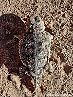 Pygmy Short-horned Lizard