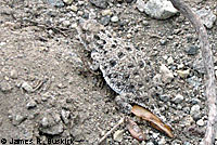 Pygmy Short-horned Lizard