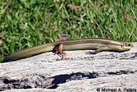 Variegated Skink