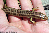 Variegated Skink