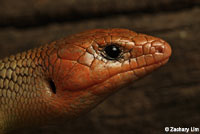 Variegated Skink