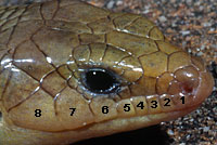 skink