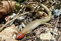 Greater Brown Skink