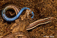 Greater Brown Skink