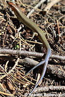 Greater Brown Skink