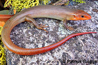 Greater Brown Skink