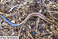 Greater Brown Skink