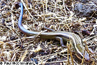 Greater Brown Skink