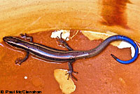 Greater Brown Skink