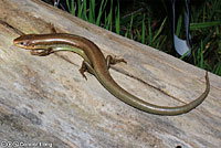 Northern Brown Skink