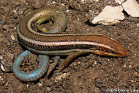 Northern Brown Skink