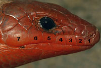 skink