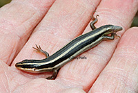 Gilbert's Skink