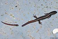 Gilbert's Skink