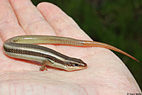 Gilbert's Skink