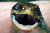 Gilbert's Skink