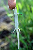 Gilbert's Skink