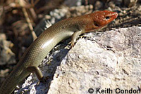 Gilbert's Skink