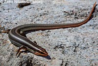 Gilbert's Skink