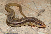 Variegated Skink